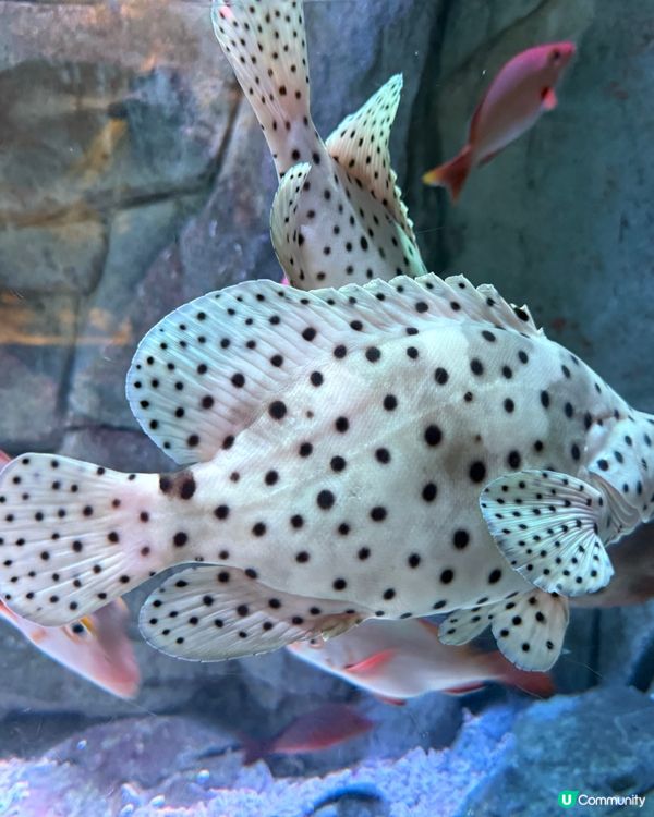 ［深圳抵玩推介］海洋奇夢館！港人半價！小童1.2米下免費入場🤩