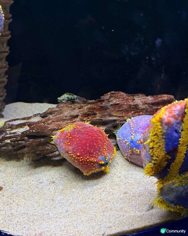 ［深圳抵玩推介］海洋奇夢館！港人半價！小童1.2米下免費入場🤩