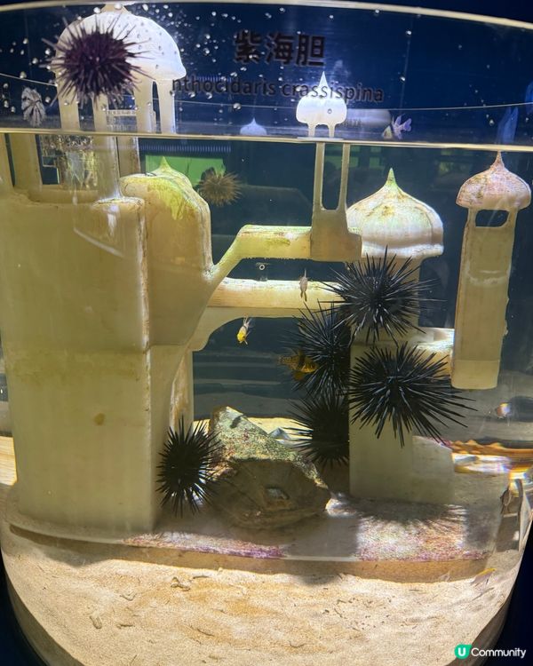 ［深圳抵玩推介］海洋奇夢館！港人半價！小童1.2米下免費入場🤩