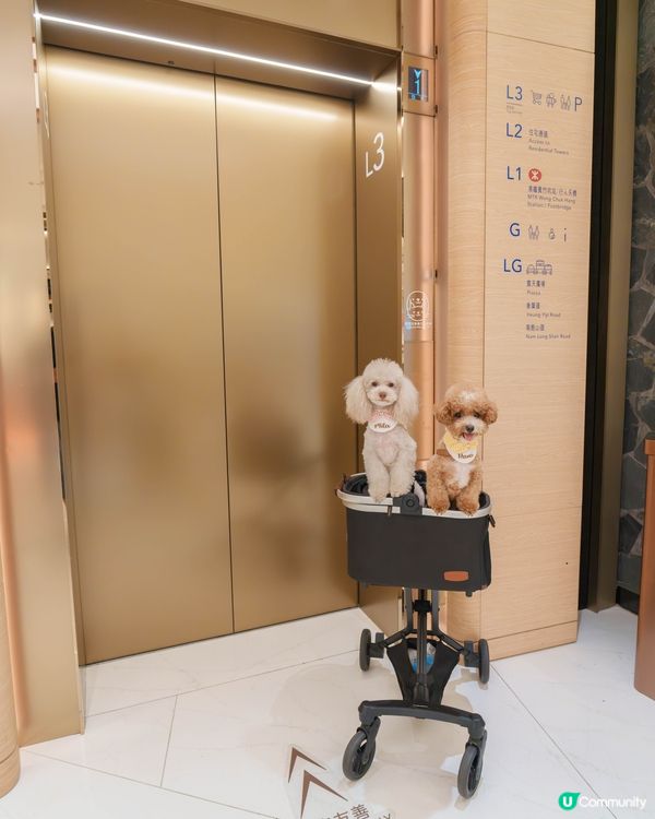 室內貓狗樂園勁好玩🥳 嘆冷氣放電一流！🐾