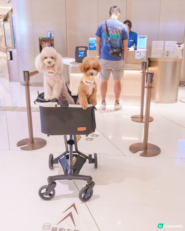 室內貓狗樂園勁好玩🥳 嘆冷氣放電一流！🐾