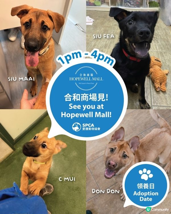 愛協領養日 好有意義