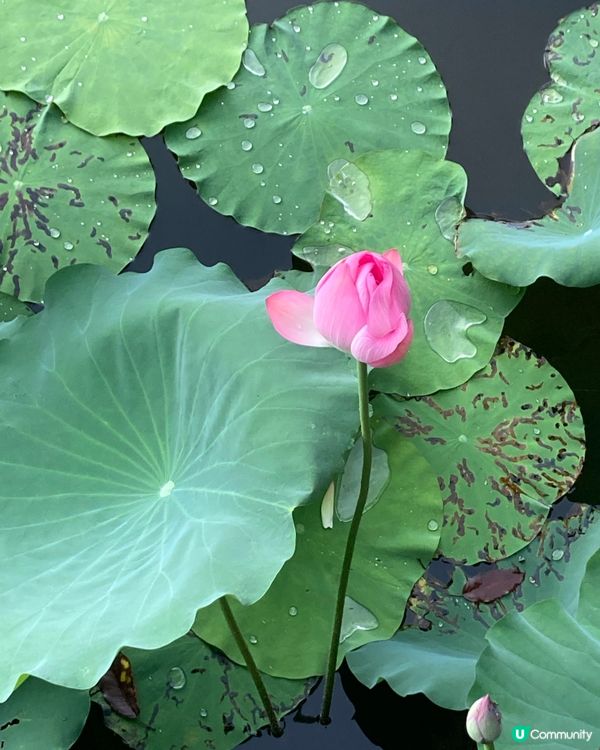 重遊濕地公園下午