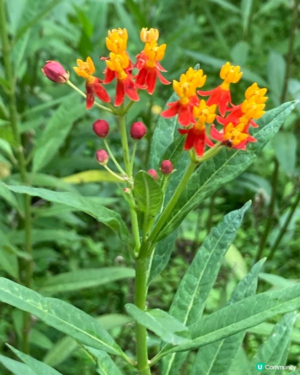 重遊濕地公園下午