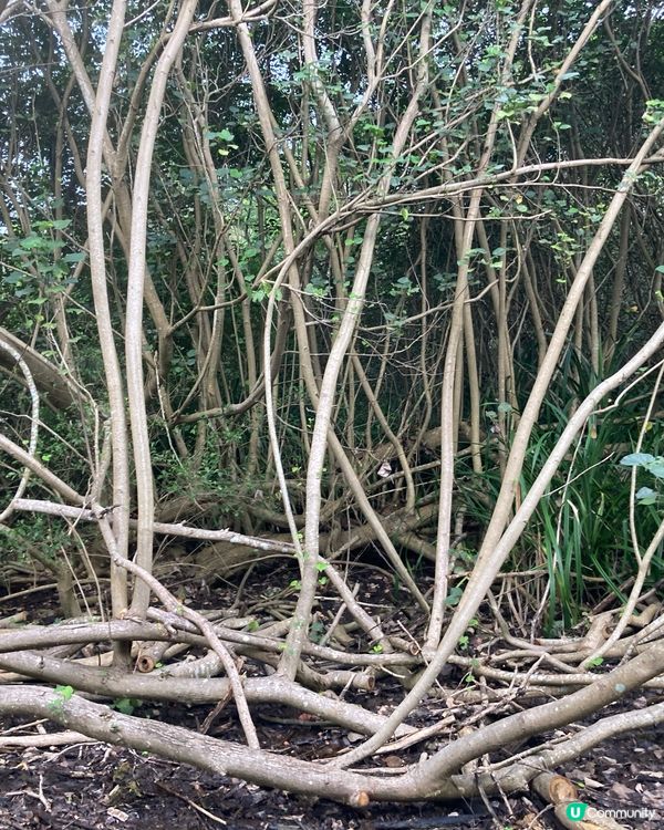 重遊濕地公園下午