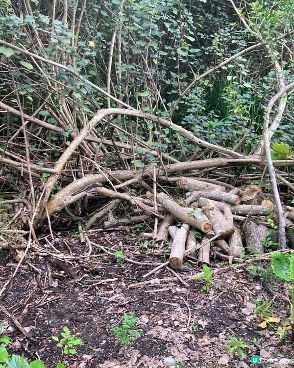 重遊濕地公園下午