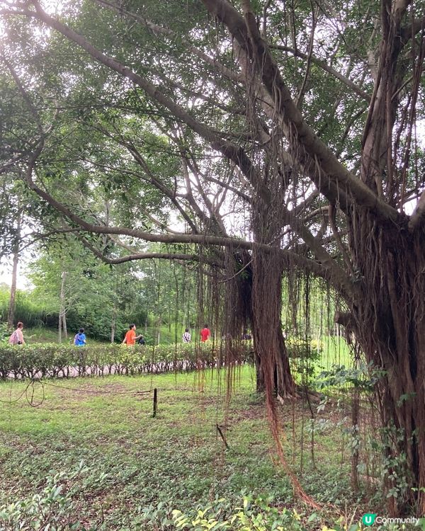 重遊濕地公園下午