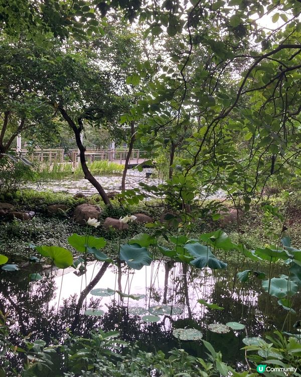 重遊濕地公園下午