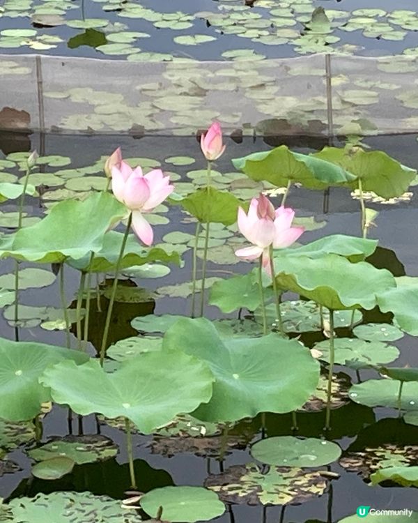 重遊濕地公園下午