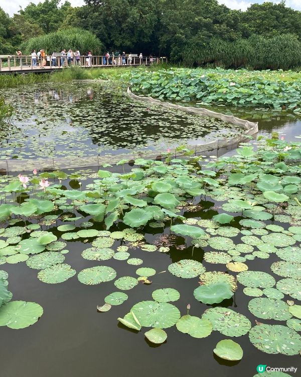 重遊濕地公園下午