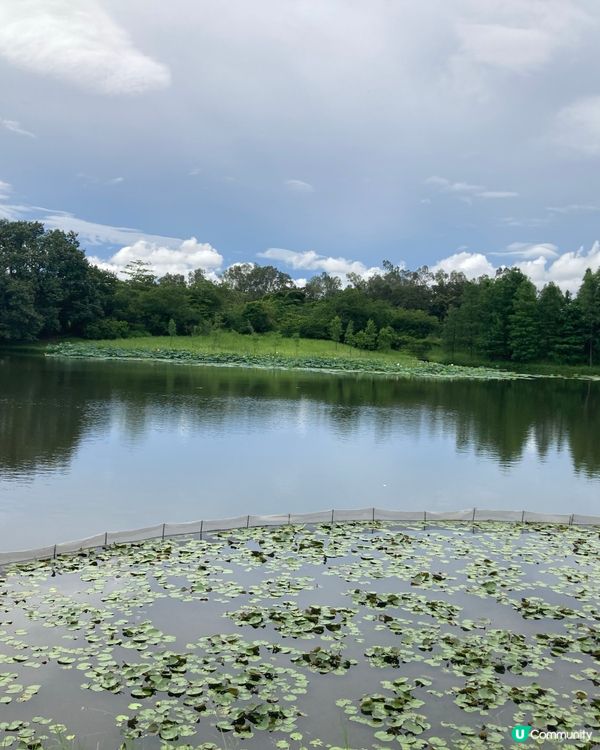 重遊濕地公園下午