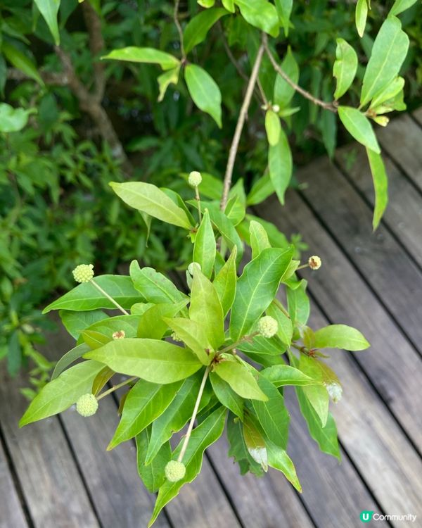 重遊濕地公園下午