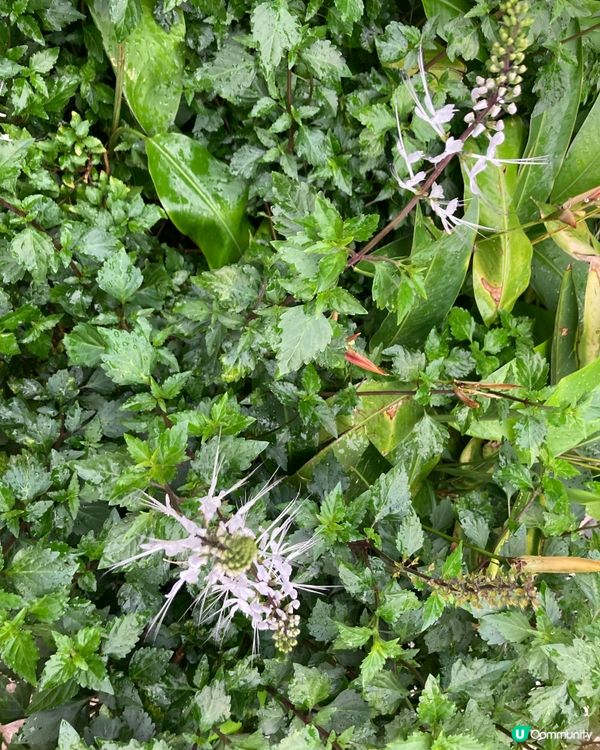 重遊濕地公園下午