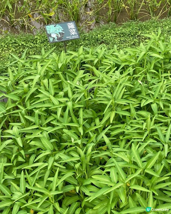 重遊濕地公園下午