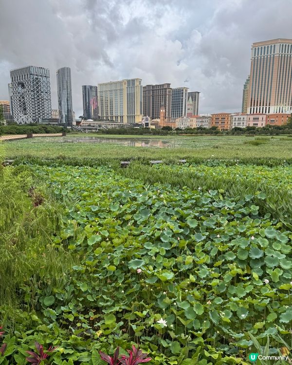 氹仔百年大宅，土生菜打卡📸！餐廳外有荷花池展覽🤩