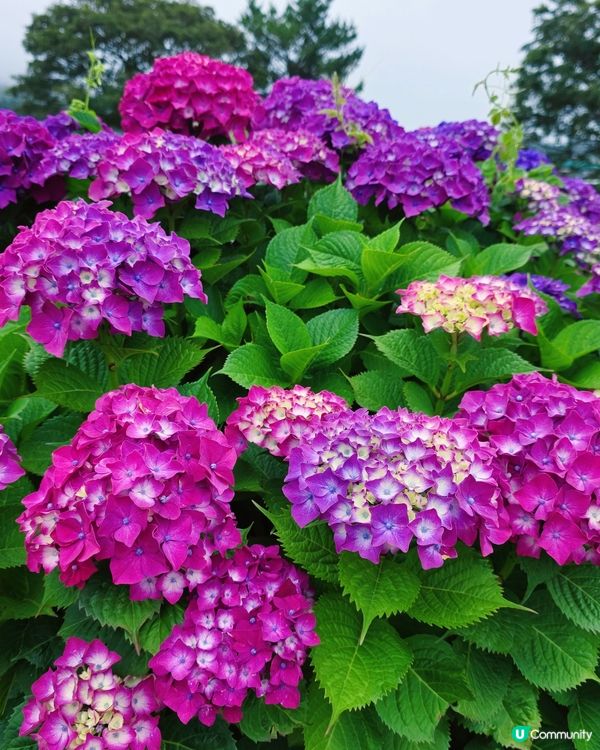 韓劇feel  📸 估舊 Café