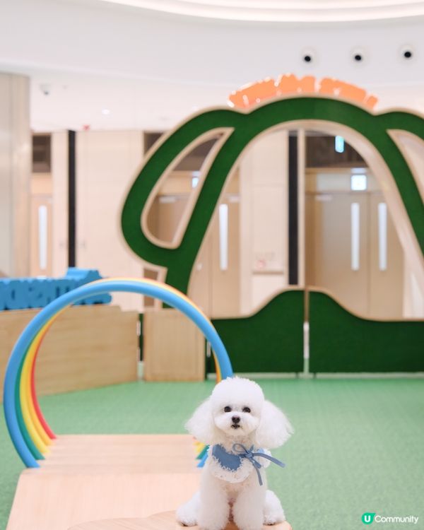 夏日室內放電好去處！貓狗都啱玩🥳 帶埋你去行街街！