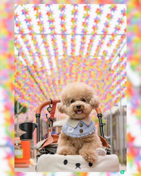 ⛴️長洲一日遊🌊