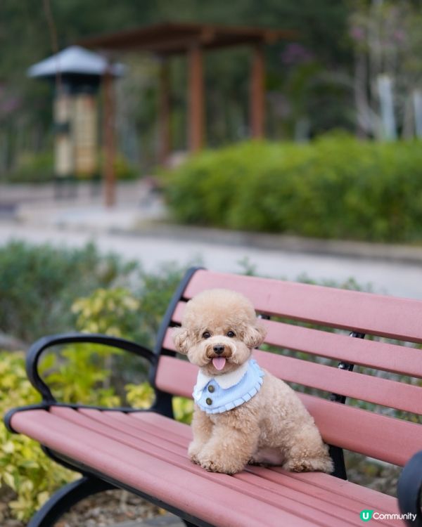 ⛴️長洲一日遊🌊