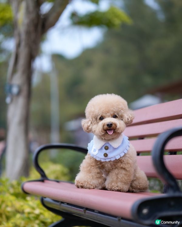 ⛴️長洲一日遊🌊