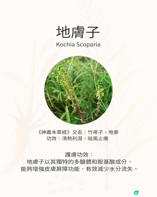 🌿 三重本草科學力量，敏感肌的安心守護！ 🌿