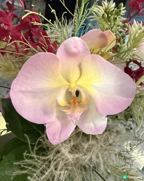 🪻Flowers of the Week🪻