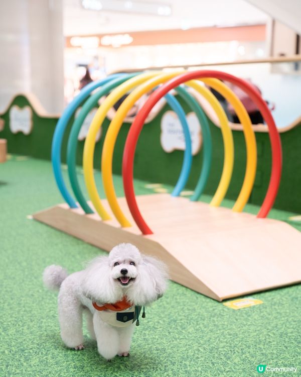 1.  夏日放電新蒲點！貓狗玩樂區開張啦🥳 盡情放電！