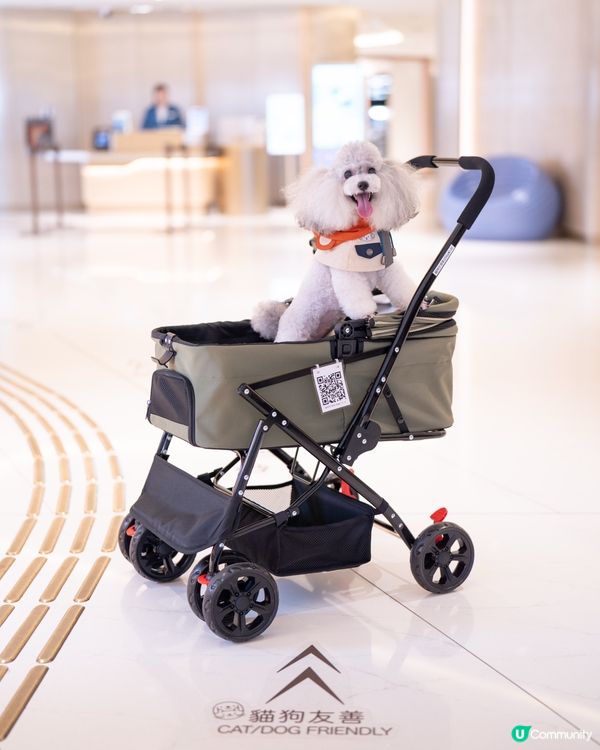 1.  夏日放電新蒲點！貓狗玩樂區開張啦🥳 盡情放電！