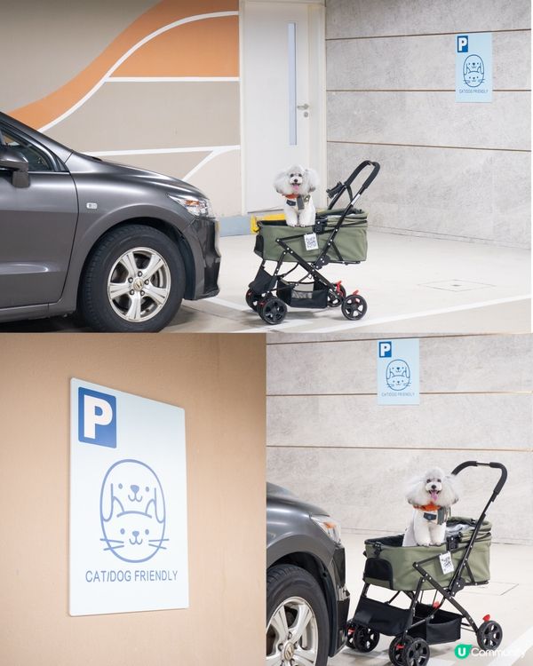 1.  夏日放電新蒲點！貓狗玩樂區開張啦🥳 盡情放電！