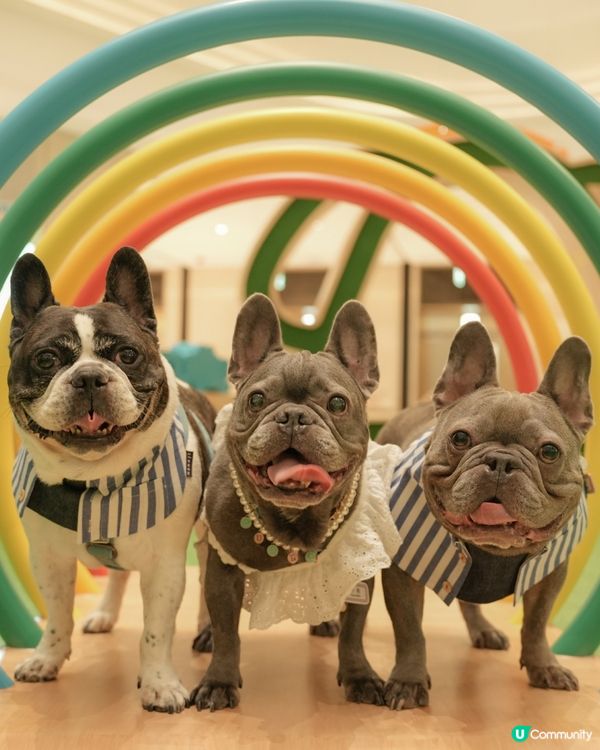 貓狗友善設施升級！放電打卡一流！🐾📸