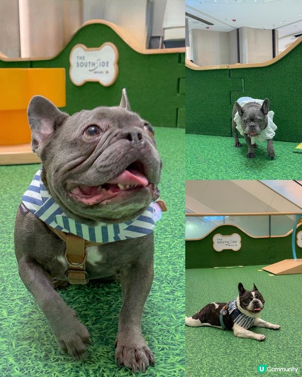 貓狗友善設施升級！放電打卡一流！🐾📸