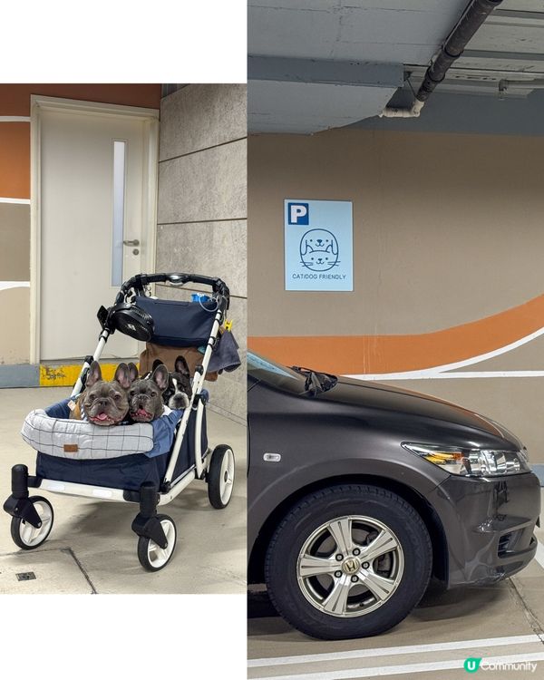 貓狗友善設施升級！放電打卡一流！🐾📸