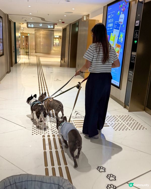 貓狗友善設施升級！放電打卡一流！🐾📸