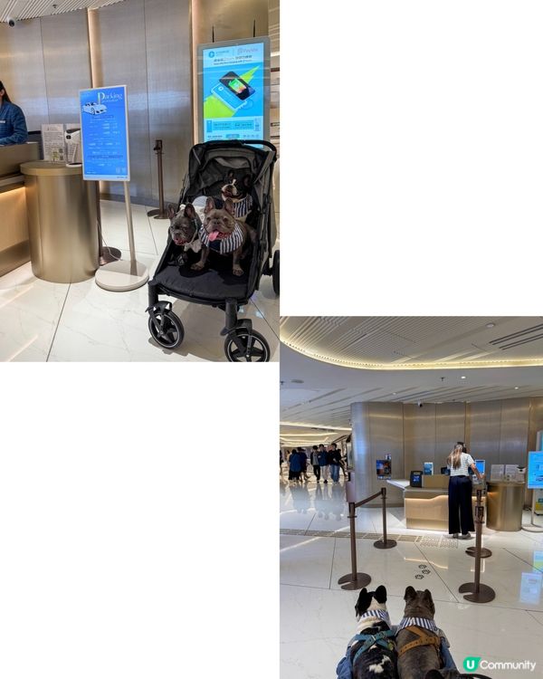 貓狗友善設施升級！放電打卡一流！🐾📸