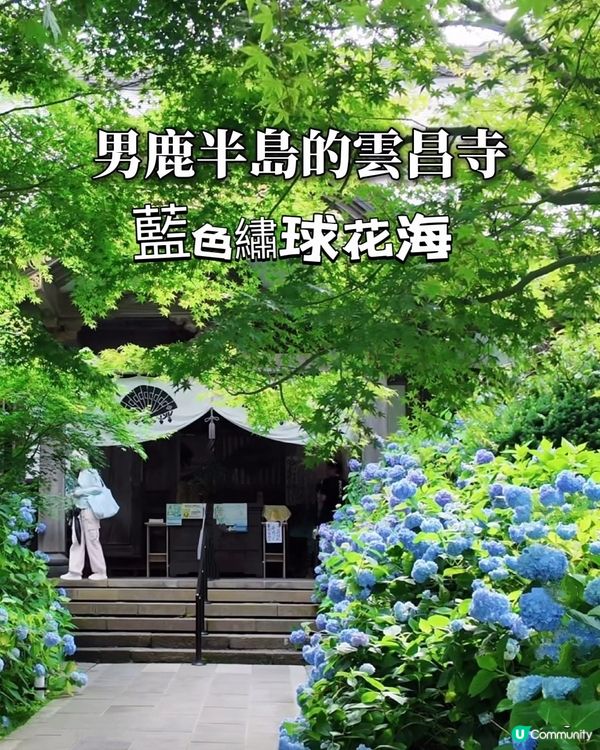 🌸我愛花花之雲昌寺！秋田繡球花之旅🌸！