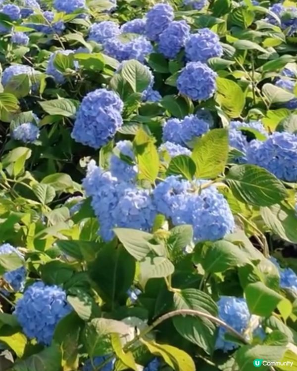 🌸我愛花花之雲昌寺！秋田繡球花之旅🌸！