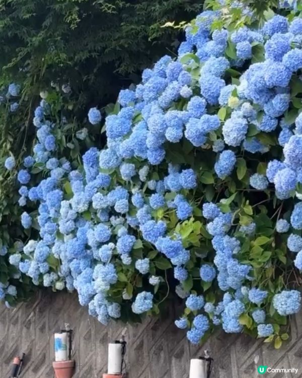 🌸我愛花花之雲昌寺！秋田繡球花之旅🌸！