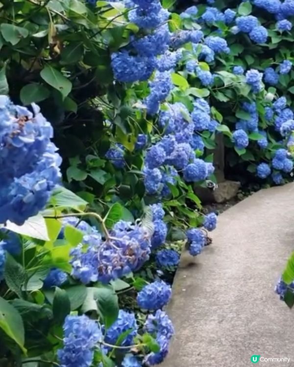 🌸我愛花花之雲昌寺！秋田繡球花之旅🌸！