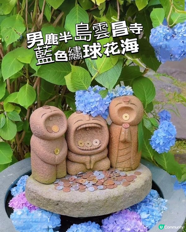 🌸我愛花花之雲昌寺！秋田繡球花之旅🌸！