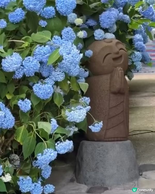 🌸我愛花花之雲昌寺！秋田繡球花之旅🌸！