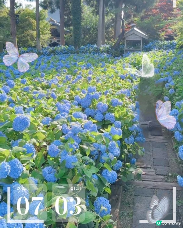 🌸我愛花花之雲昌寺！秋田繡球花之旅🌸！