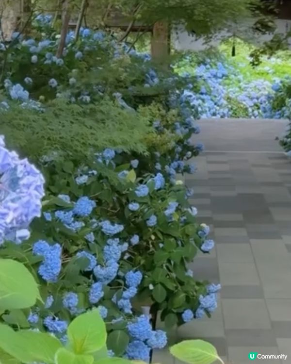 🌸我愛花花之雲昌寺！秋田繡球花之旅🌸！
