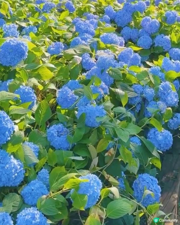 🌸我愛花花之雲昌寺！秋田繡球花之旅🌸！