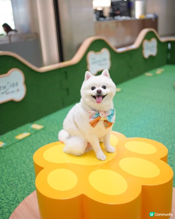 ☀️夏天室內人寵好去處🍉⛱️🕶️