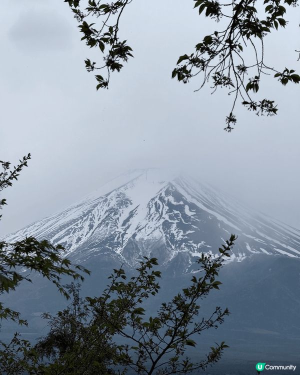 第一張相係我哋影嘅富士山，山頂白雪皚皚，霧氣繚繞，樹枝加埋好...
