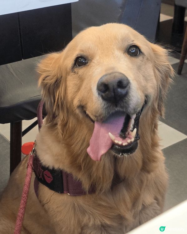 狗狗是我既家人，同佢四圍搵食。佢開心我就開心啦！