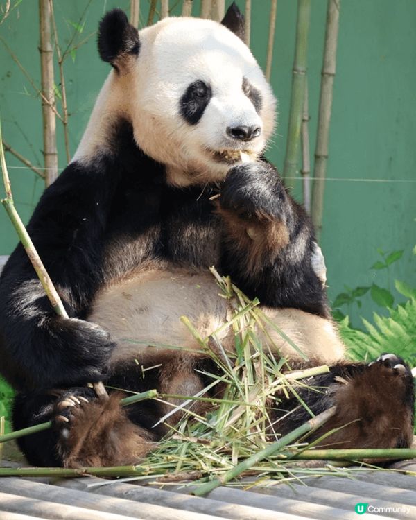 愛寶樂園熊貓世界🐼🐼🐼🐼🐼