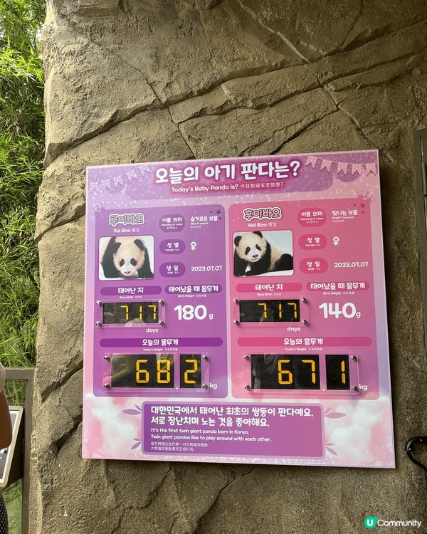 愛寶樂園熊貓世界🐼🐼🐼🐼🐼