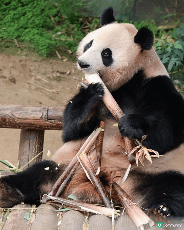 愛寶樂園熊貓世界🐼🐼🐼🐼🐼