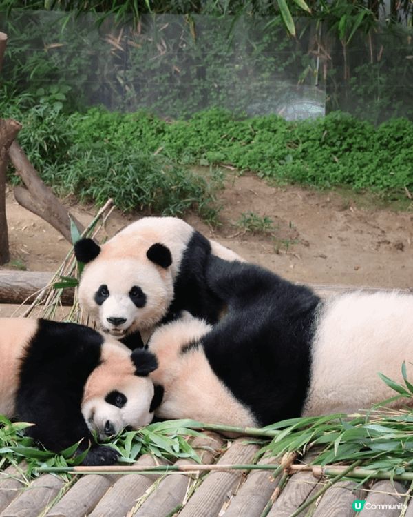 愛寶樂園熊貓世界🐼🐼🐼🐼🐼